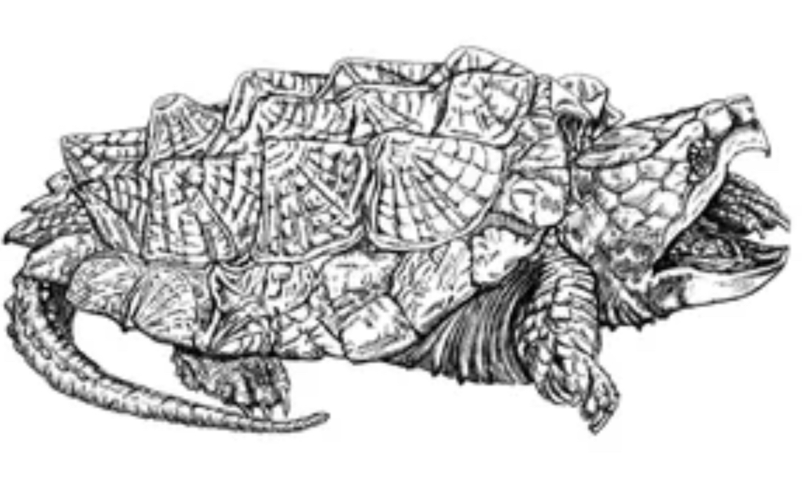 Featured image for “Alligator Snapping Turtles”